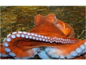 Octopus Art