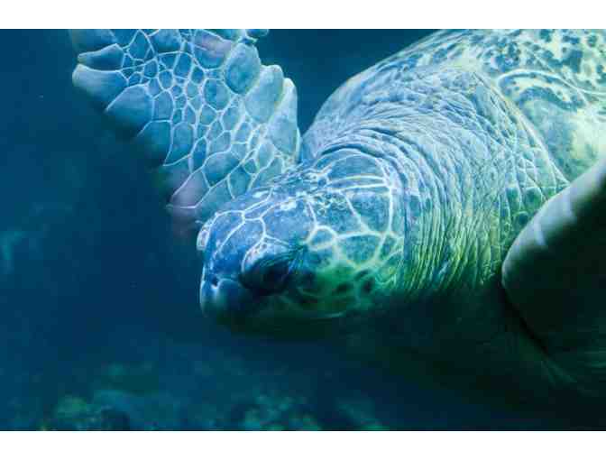 New England Aquarium Admission Passes