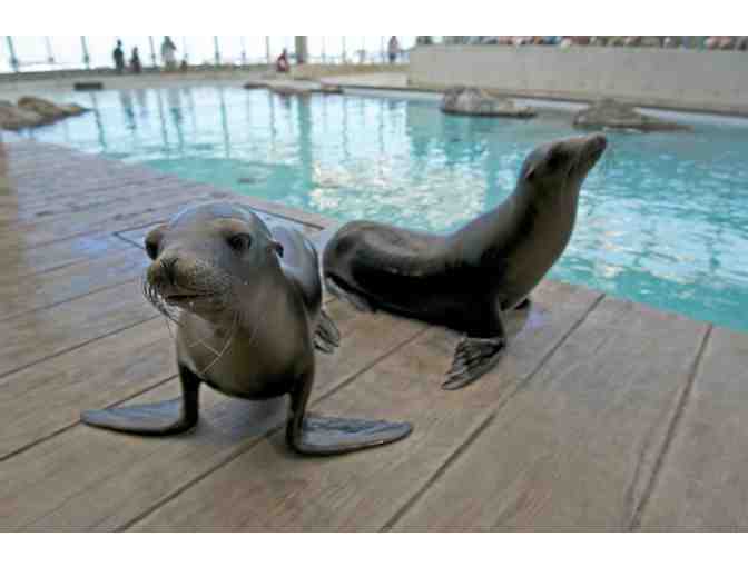 New England Aquarium Admission Passes