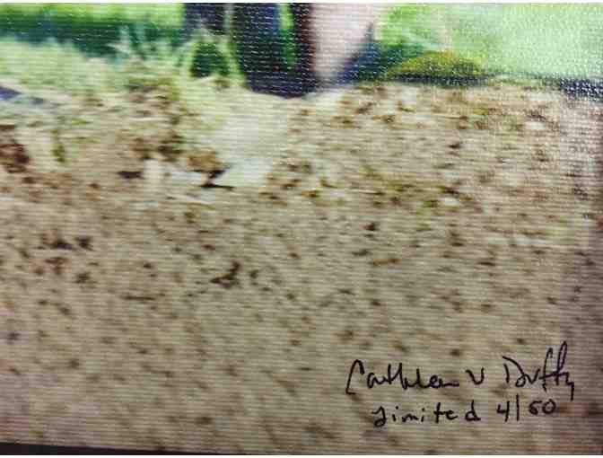 Framed Photo of Songbird