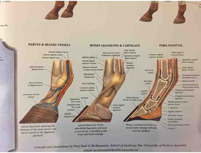 Horse Anatomy Laminated Poster