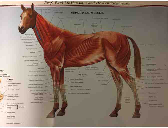 Horse Anatomy Laminated Poster