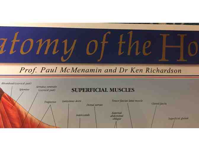 Horse Anatomy Laminated Poster