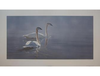Light and Mist - Trumpeter Swans Print by Terry Isaac