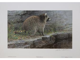 Distant Danger - Raccoon Print by Robert Bateman