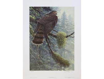 Fall Sharpie - Sharp-Shinned Hawk Print by John Pitcher