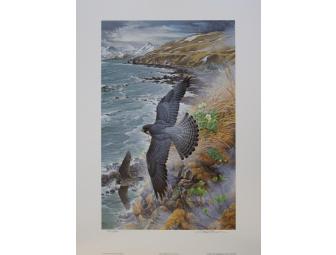 Coastal Peregrines Print by John Pitcher
