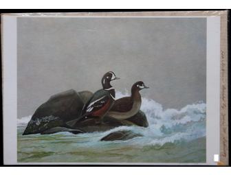 Harlequin Ducks Print by Zella Schultz