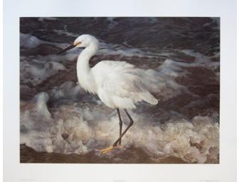 Island Shores - Snowy Egret Signed Print by Carl Brenders