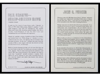 Fall Sharpie - Sharp-Shinned Hawk Print by John Pitcher