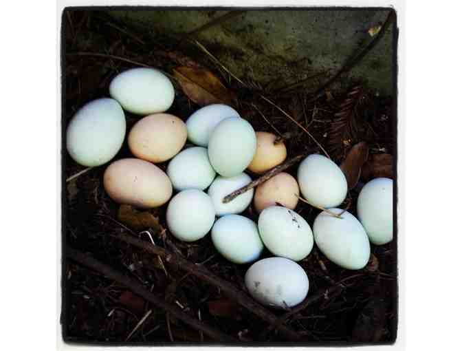 Dozen organic, Alameda eggs