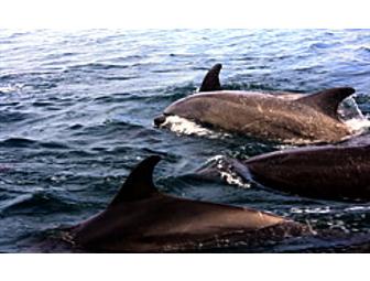 Snorkeling Catalina--Dolphin & Sea Lion Excursion for Two