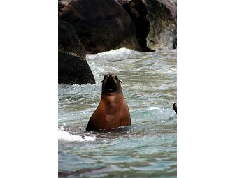 Snorkeling Catalina--Dolphin & Sea Lion Excursion for Two