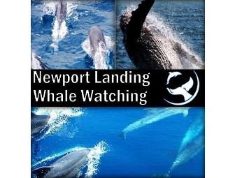Whale Watching Trip