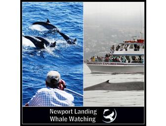 Whale Watching Trip