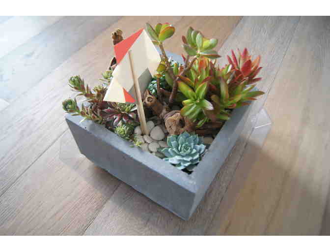 14x14 Micro Garden - Succulent Plant Crafted Composition