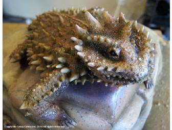 Crazy Cakes Gift Certificate