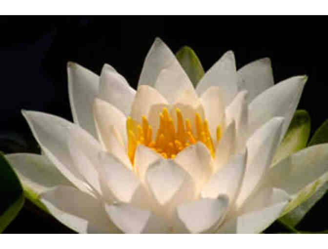 60-minute massage at Lotus Wellness Center