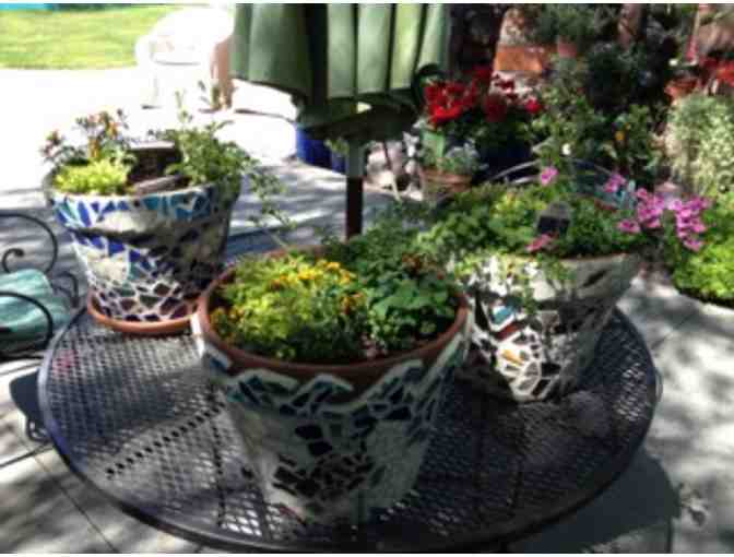 Set of Three Mosaic Pots w/ Plants | Grade 8