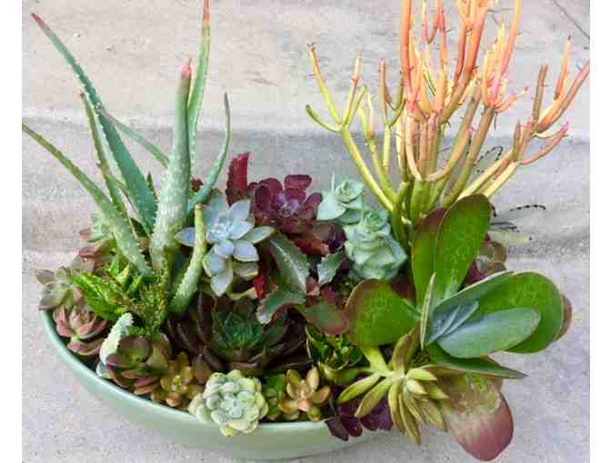 Beautiful Succulent Centerpiece