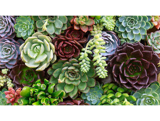 Beautiful Succulent Centerpiece