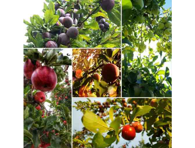 Westward Orchards 2021 Fruit Share