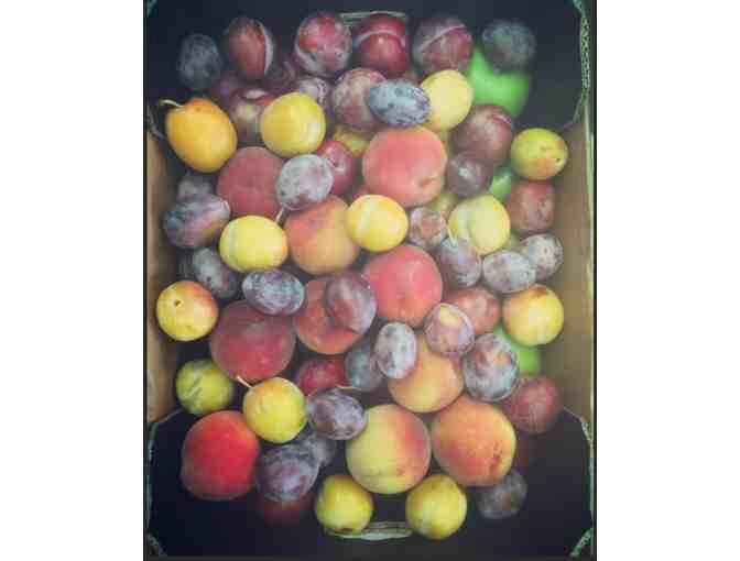 Westward Orchards 2021 Fruit Share