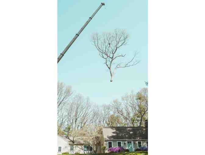 New England Tree Masters Pruning Class with a Certified Arborist - #2 -- Bid for a Seat