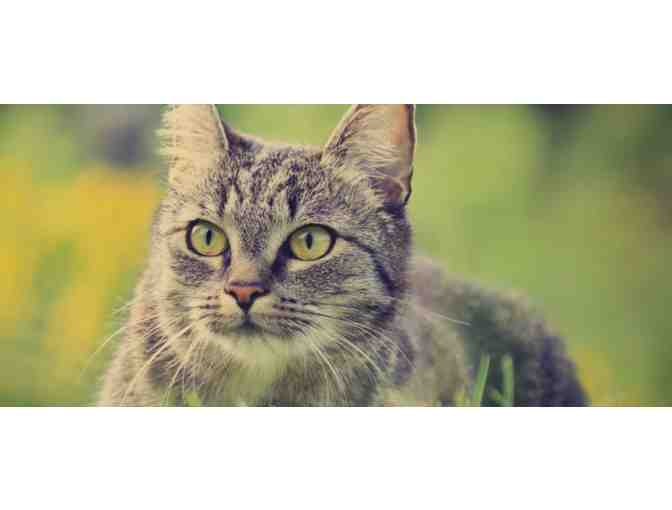 Family Friends Veterinary Hospital and Kennel Gift Certificate