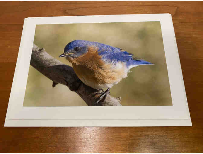 8 Photocards of 'Birds, Blooms, Butterflies, and Beaches'