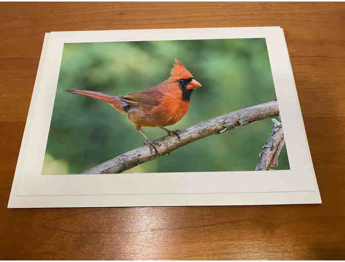 8 Photocards of 'Birds, Blooms, Butterflies, and Beaches'