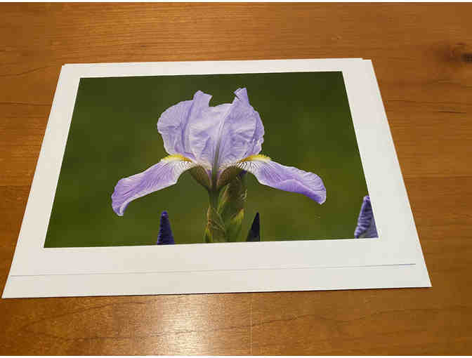 8 Photocards of 'Birds, Blooms, Butterflies, and Beaches'