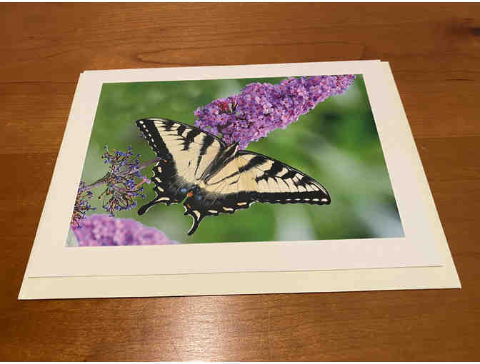 8 Photocards of 'Birds, Blooms, Butterflies, and Beaches'