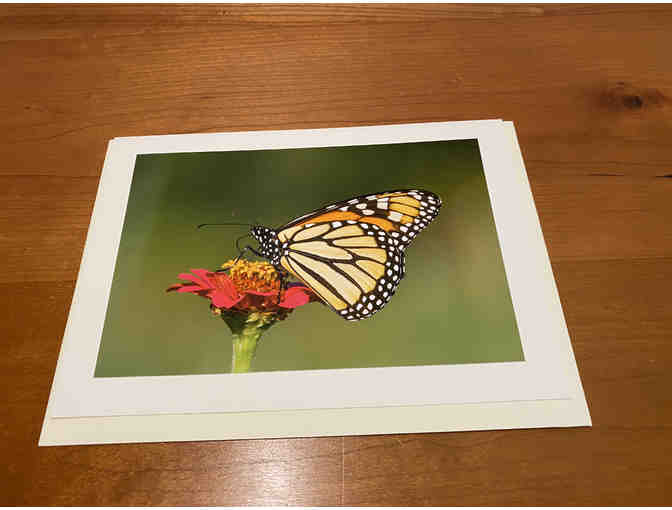 8 Photocards of 'Birds, Blooms, Butterflies, and Beaches'