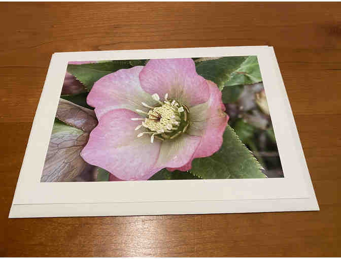 8 Photocards of 'Birds, Blooms, Butterflies, and Beaches'