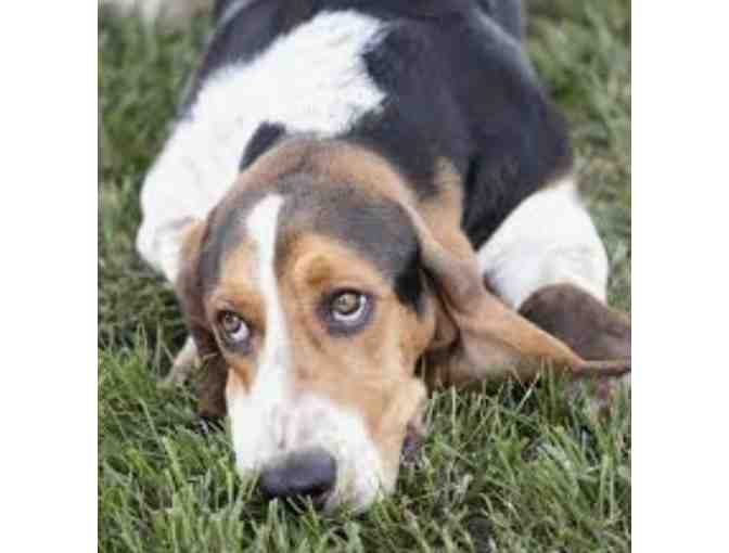 Loyal Companion Nail Trim for your Dog #1