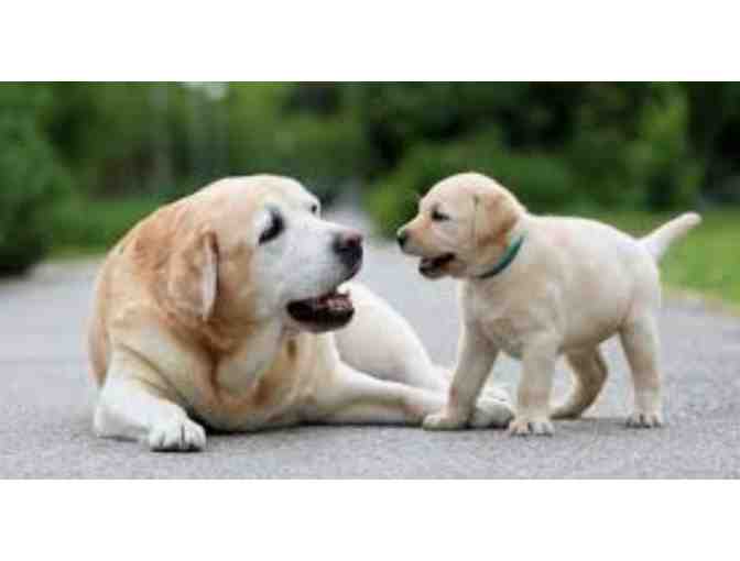 Loyal Companion Nail Trim for your Dog #2