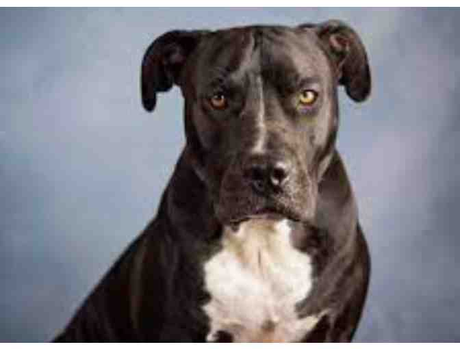 Loyal Companion Nail Trim for your Dog #5