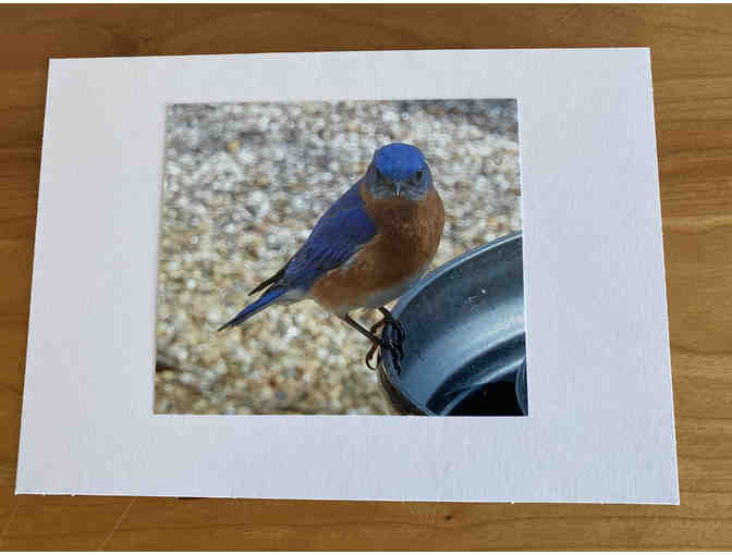Photocards (10) of Flowers, Animals, and Birds (#1)