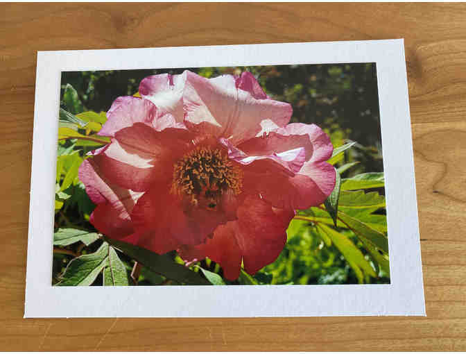 Photocards (10) of Flowers, Animals, and Birds (#2)
