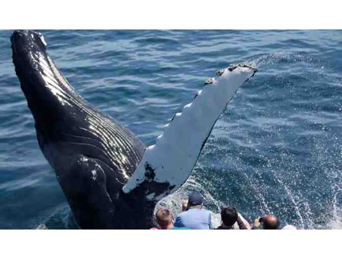 New England Aquarium Whale Watch Adventure for 2 People