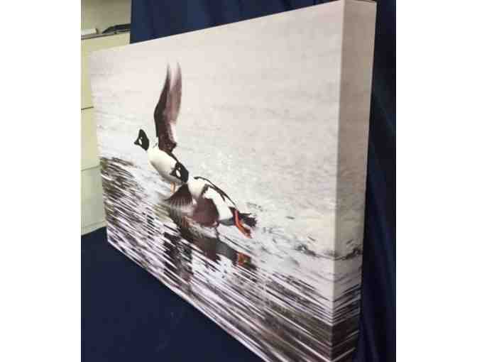 Flying Golden Eye by Rodolfo Mari Photography