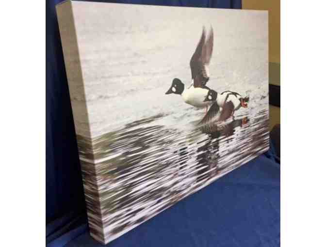 Flying Golden Eye by Rodolfo Mari Photography