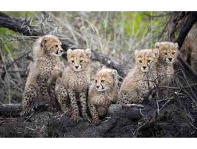 Zulu Nyala - Experience the Magic of Africa - Safari for Two