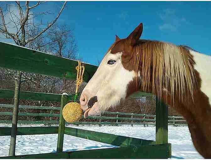 Willow Tree Horse Treats