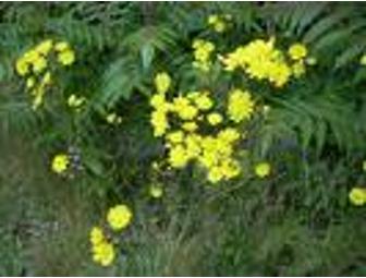 Guided Wildflower Walk and Picnic for Six