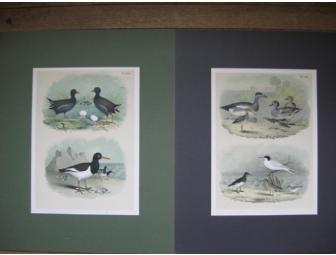 matted antique bird prints