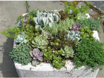 Sun-loving Hypertufa Planter