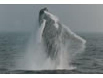 Whale Watch for Two