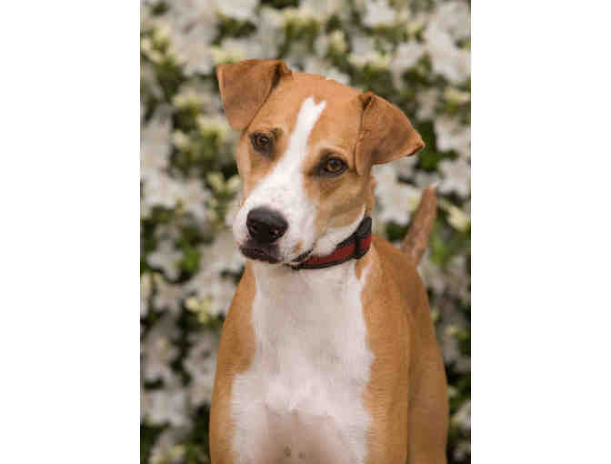 Robin Jackson Photography 5' x 7' Pet Portrait